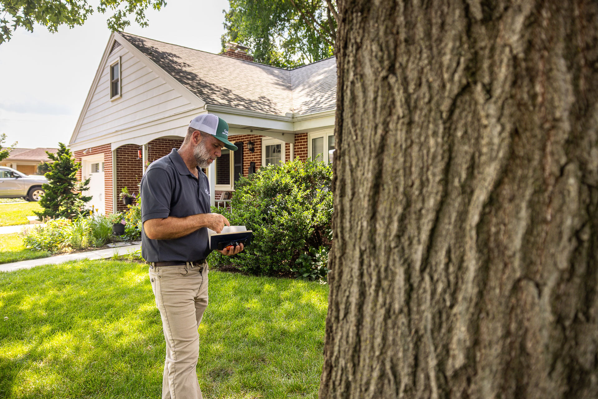 arborist inspecting a tree for cabling and bracing