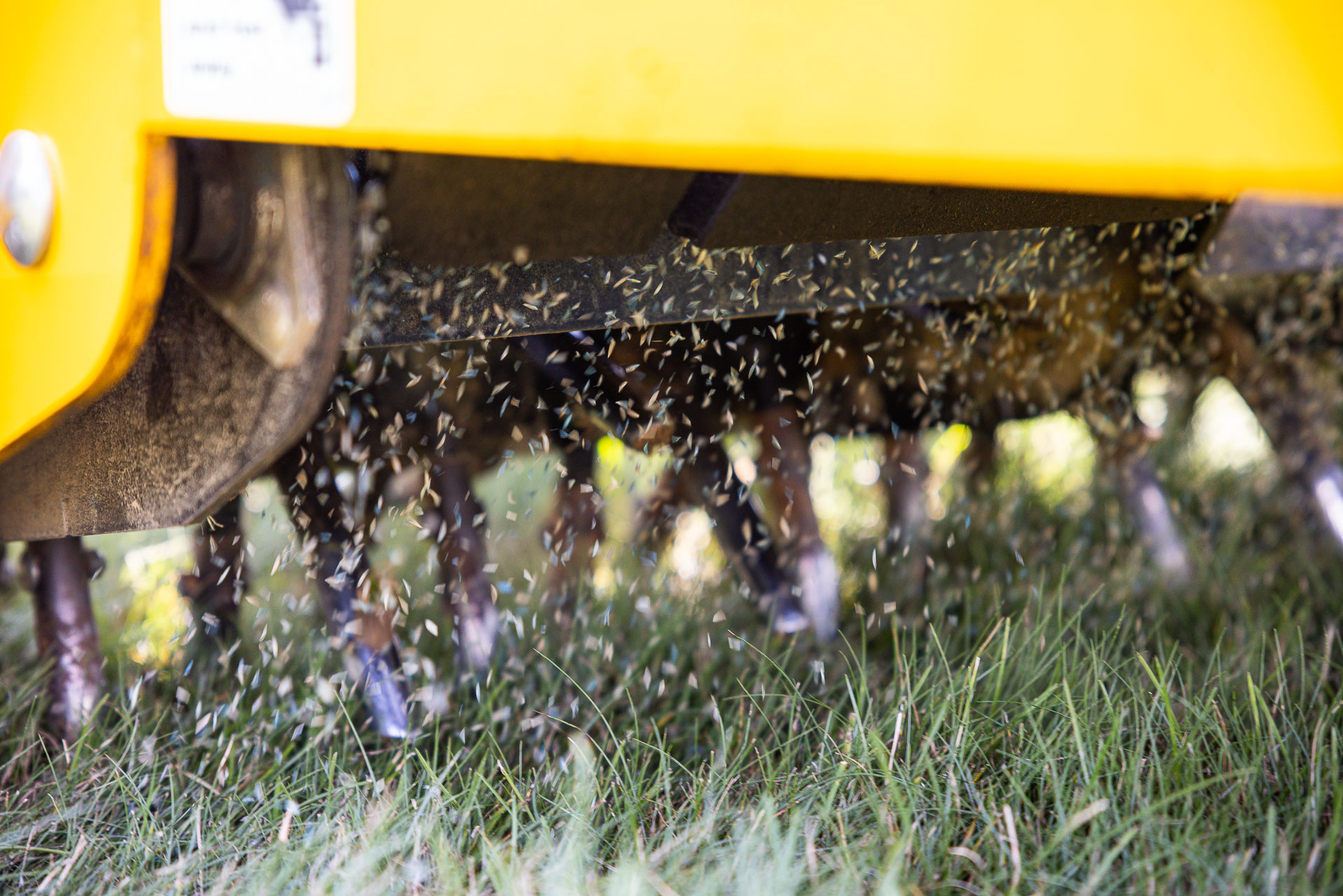 Core aeration plugs and overseeding on green grass