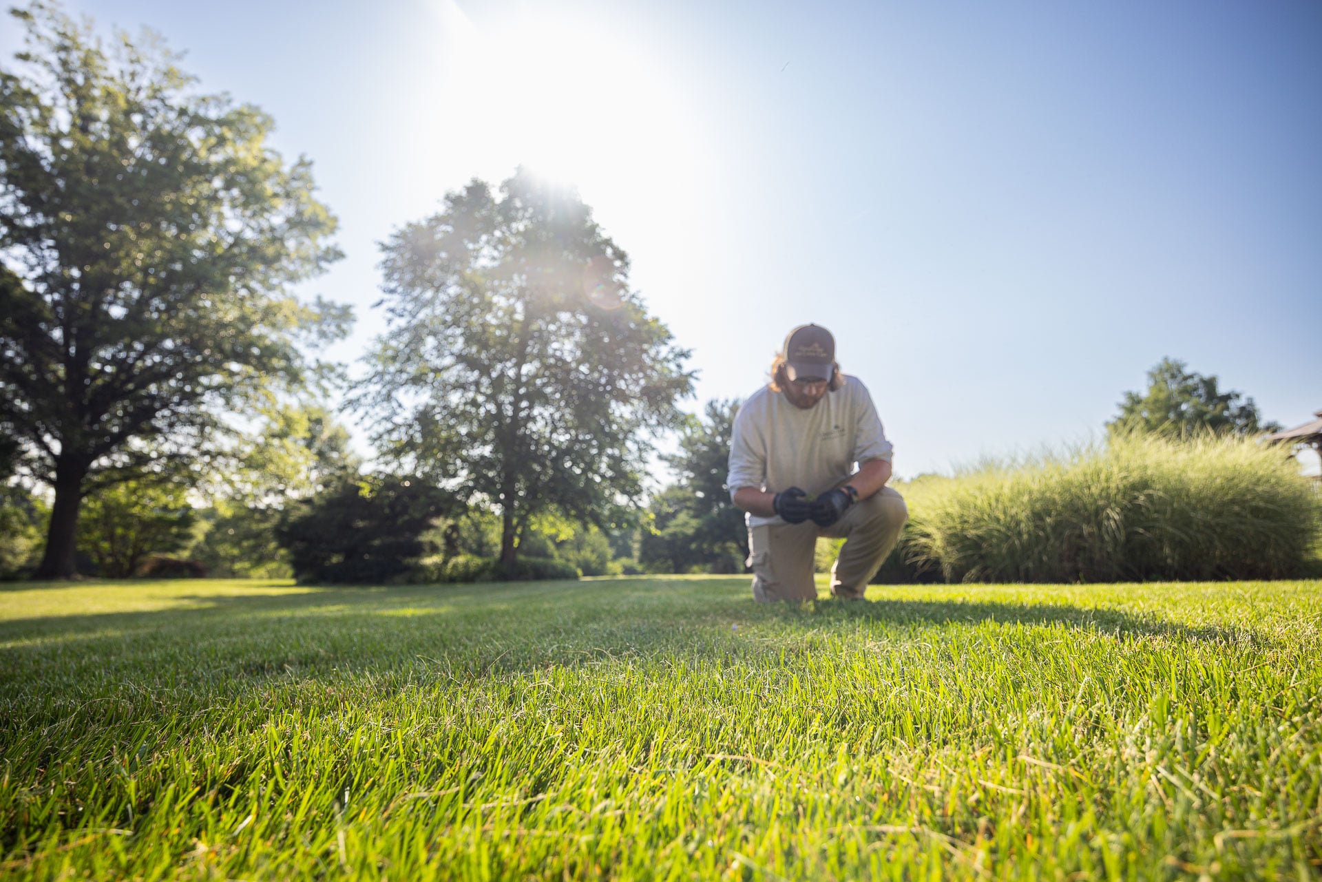 inspecting lawn for grub damage
