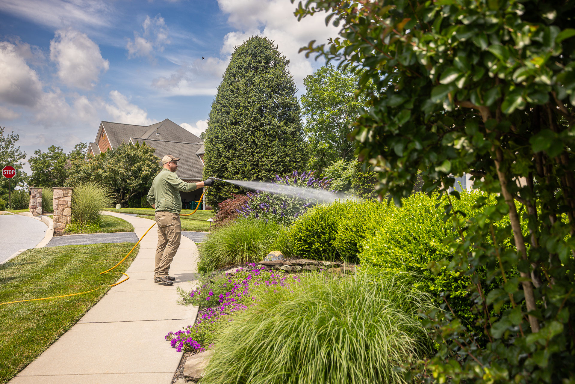 spraying evergreen plants