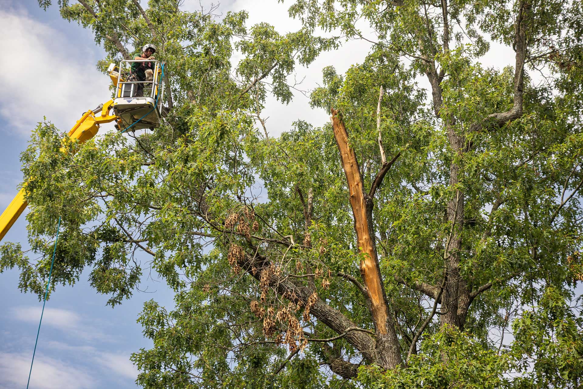 cabling requires climbing into a tree and using heavy equipment