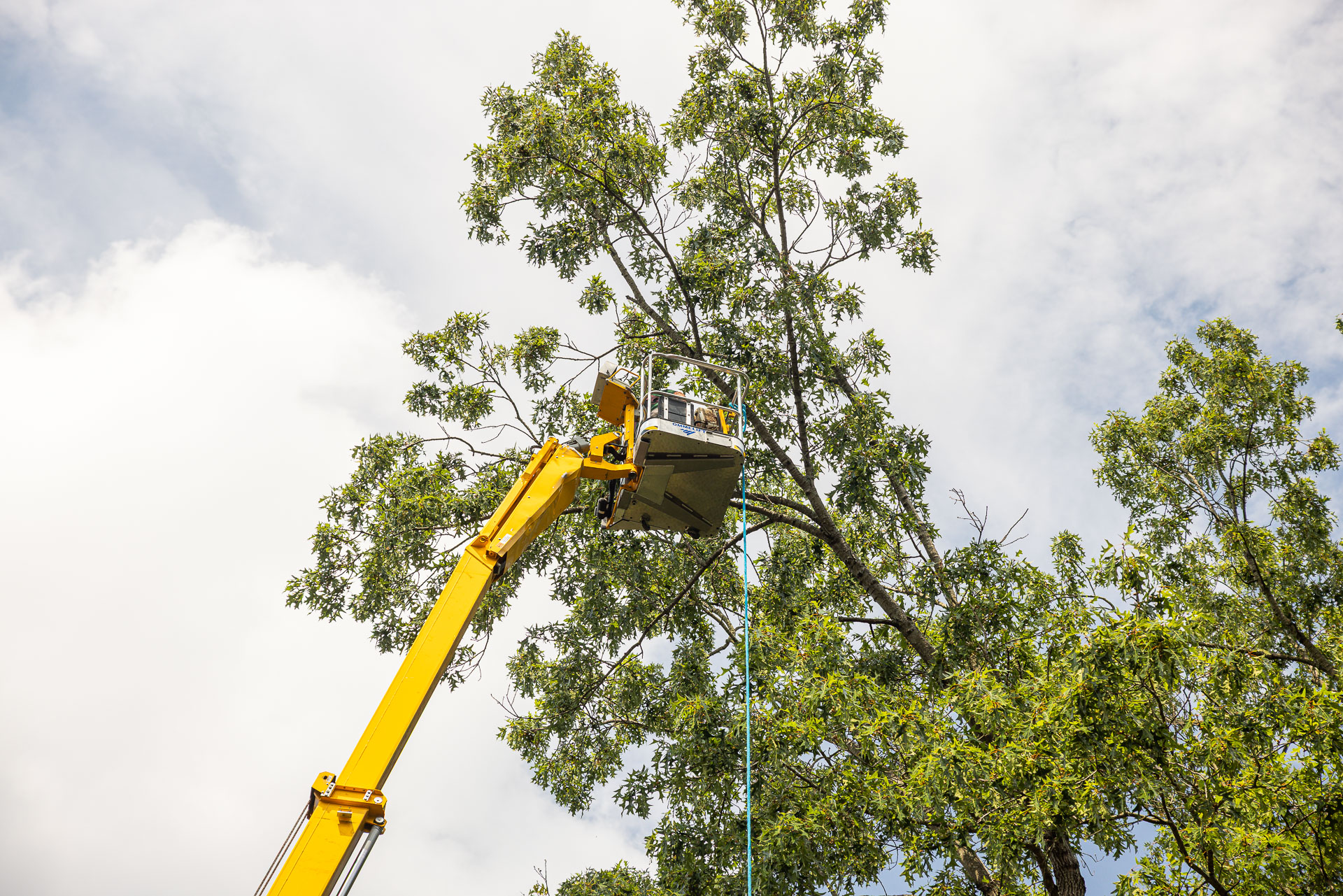 Arborist pruning tree branches from a spider lift