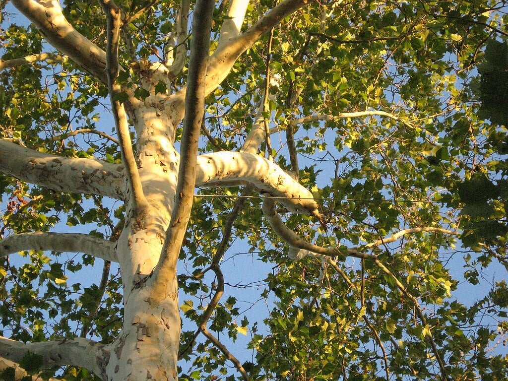 tree cable