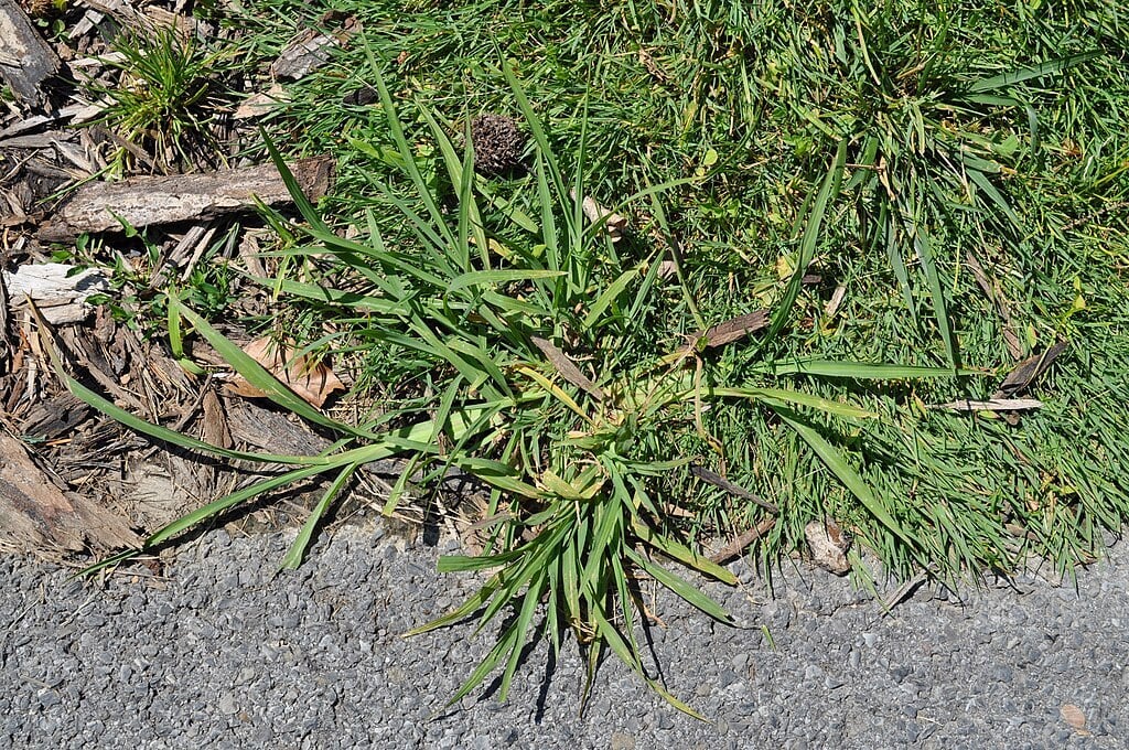 crabgrass growing in a lawn
