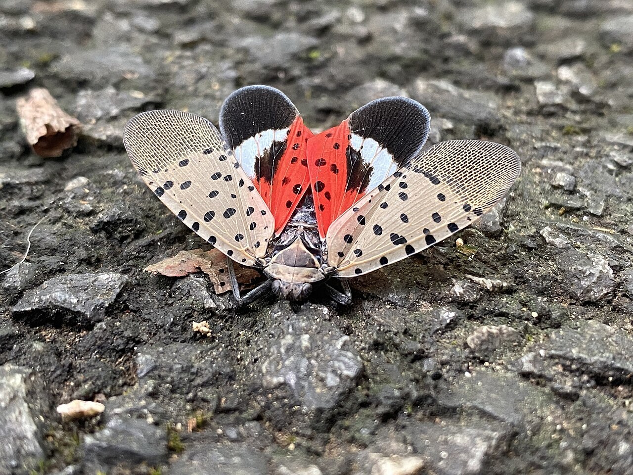 spotted lanternfly showing its colors